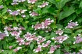 Mountain Hydrangea serrata Bluebird, flowering shrub